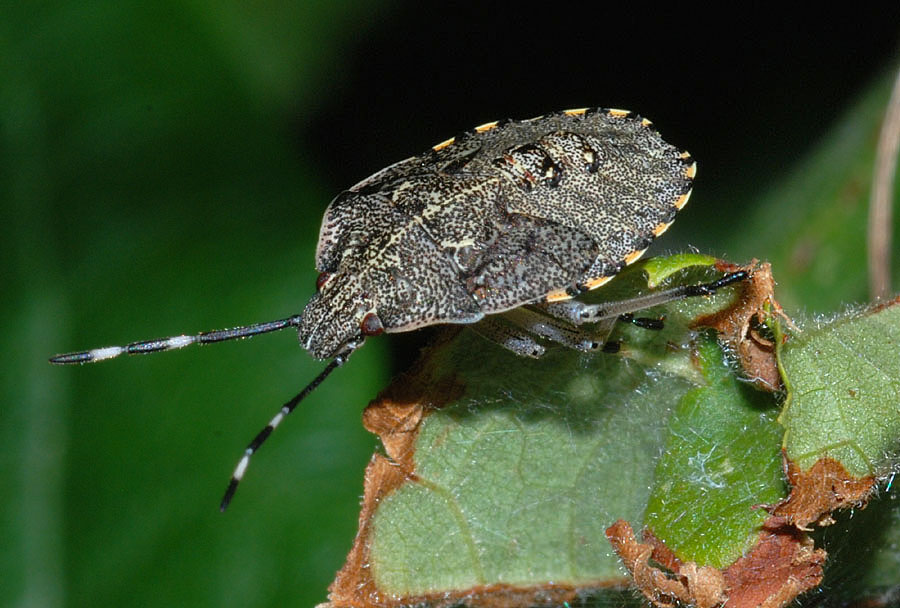 Rhaphigaster nebulosa?